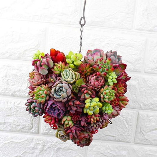 Hanging Succulent Planter - Club Trendz 